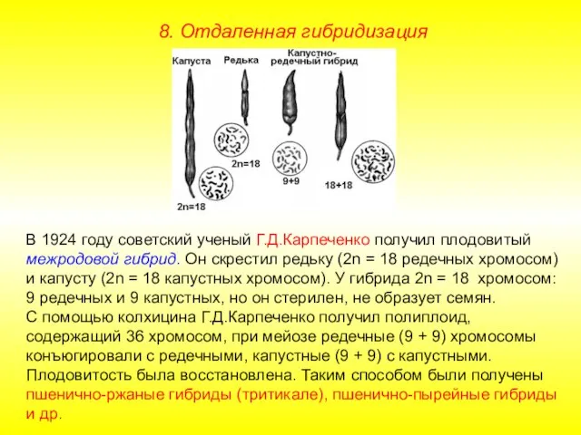 В 1924 году советский ученый Г.Д.Карпеченко получил плодовитый межродовой гибрид. Он скрестил