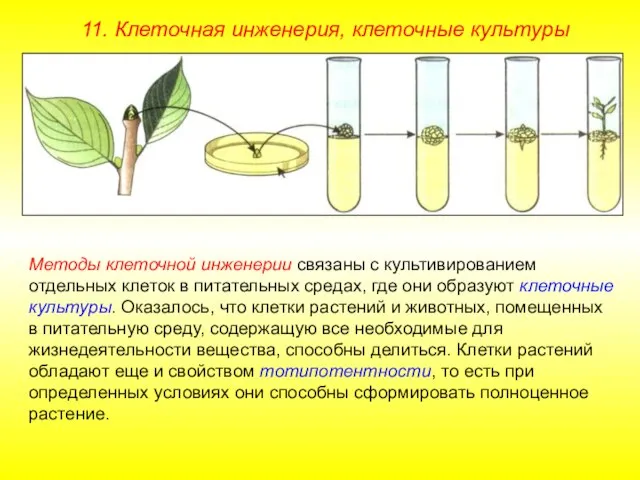 Методы клеточной инженерии связаны с культивированием отдельных клеток в питательных средах, где