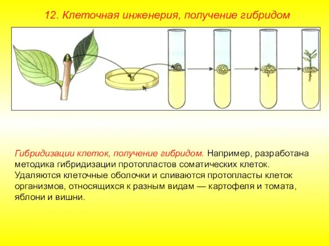 Гибридизации клеток, получение гибридом. Например, разработана методика гибридизации протопластов соматических клеток. Удаляются