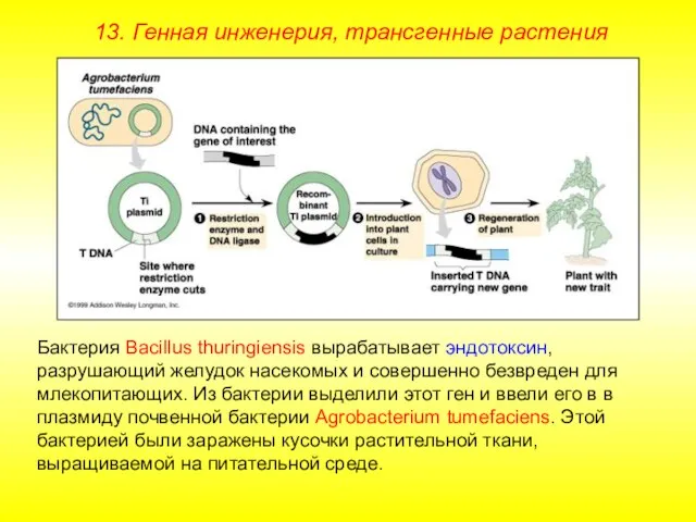 Бактерия Bacillus thuringiensis вырабатывает эндотоксин, разрушающий желудок насекомых и совершенно безвреден для