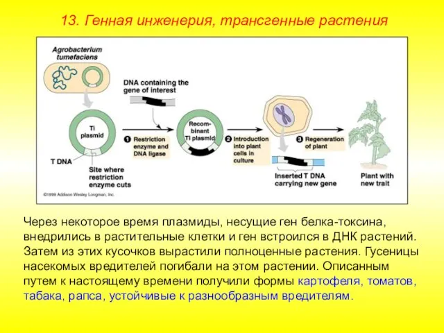 Через некоторое время плазмиды, несущие ген белка-токсина, внедрились в растительные клетки и