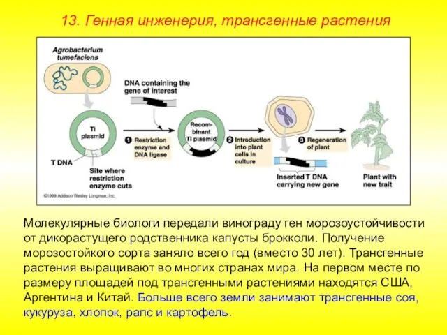 13. Генная инженерия, трансгенные растения Молекулярные биологи передали винограду ген морозоустойчивости от