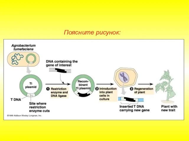 Поясните рисунок: