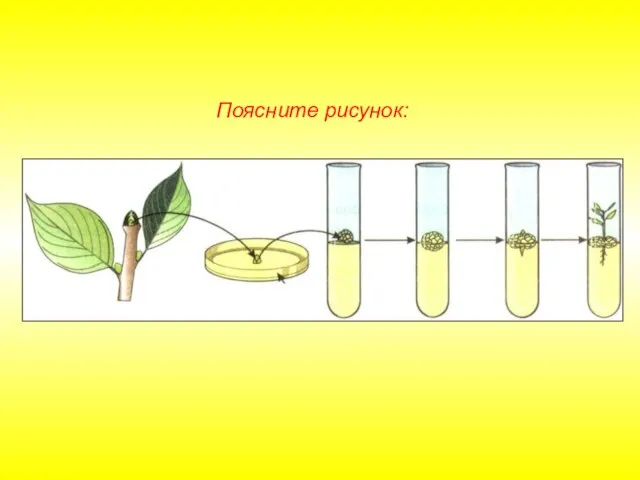 Поясните рисунок: