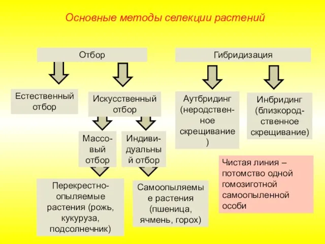 Естественный отбор Аутбридинг (неродствен-ное скрещивание) Перекрестно-опыляемые растения (рожь, кукуруза, подсолнечник) Самоопыляемые растения