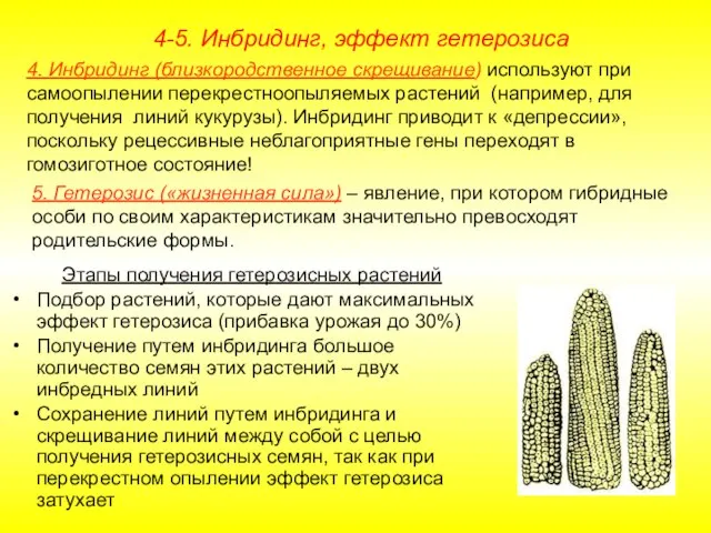 Этапы получения гетерозисных растений Подбор растений, которые дают максимальных эффект гетерозиса (прибавка