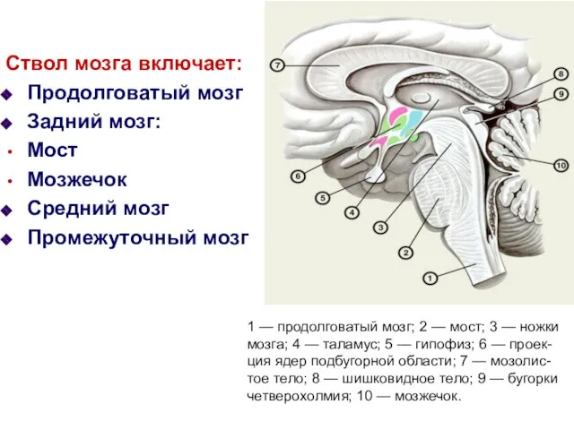 Ствол мозга включает: Продолговатый мозг Задний мозг: Мост Мозжечок Средний мозг Промежуточный