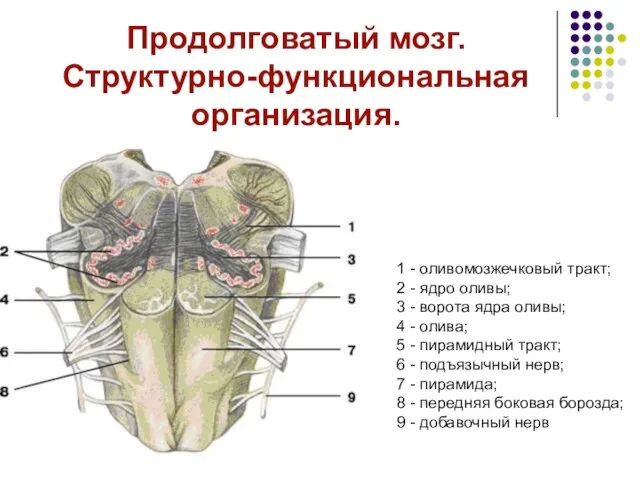 Продолговатый мозг. Структурно-функциональная организация. 1 - оливомозжечковый тракт; 2 - ядро оливы;