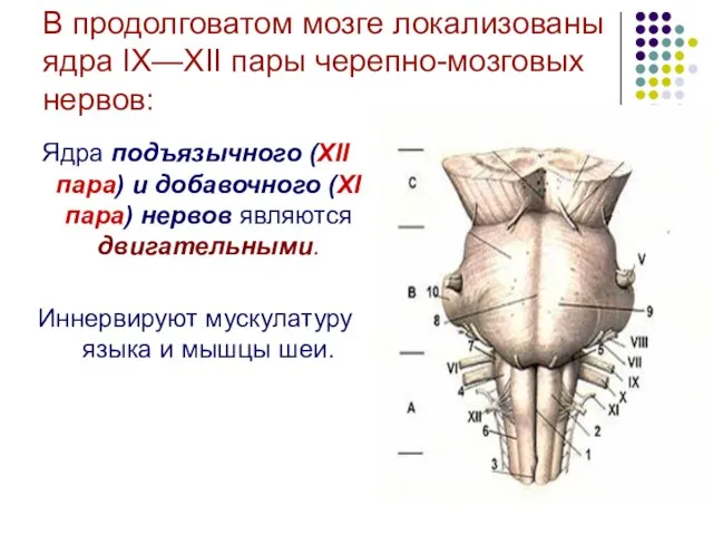 В продолговатом мозге локализованы ядра IX—XII пары черепно-мозговых нервов: Ядра подъязычного (XII