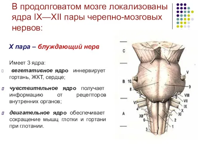 В продолговатом мозге локализованы ядра IХ—XII пары черепно-мозговых нервов: X пара –