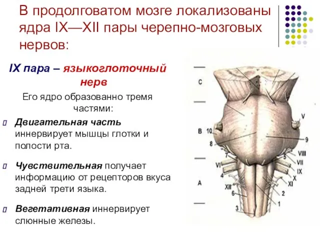 В продолговатом мозге локализованы ядра IХ—XII пары черепно-мозговых нервов: IX пара –