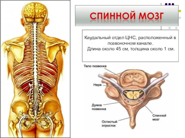 Каудальный отдел ЦНС, расположенный в позвоночном канале. Длина около 45 см, толщина около 1 см.