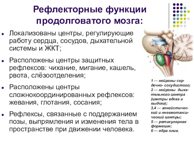 Рефлекторные функции продолговатого мозга: Локализованы центры, регулирующие работу сердца, сосудов, дыхательной системы