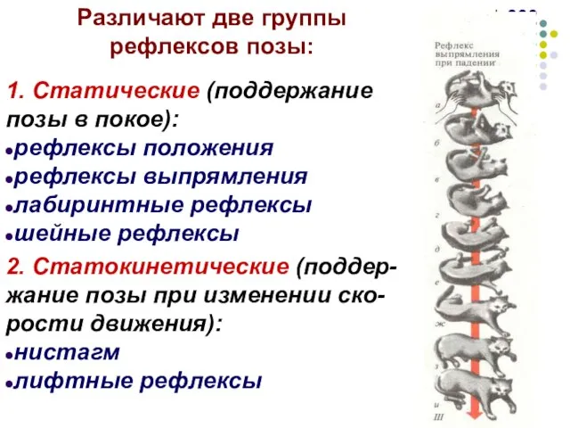 Различают две группы рефлексов позы: 1. Статические (поддержание позы в покое): рефлексы