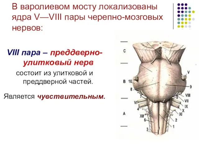 В варолиевом мосту локализованы ядра V—VIII пары черепно-мозговых нервов: VIII пара –