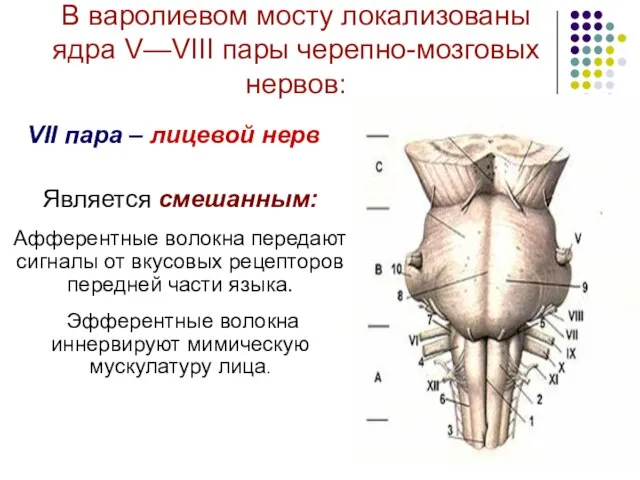 В варолиевом мосту локализованы ядра V—VIII пары черепно-мозговых нервов: VII пара –