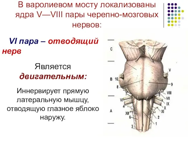 В варолиевом мосту локализованы ядра V—VIII пары черепно-мозговых нервов: VI пара –