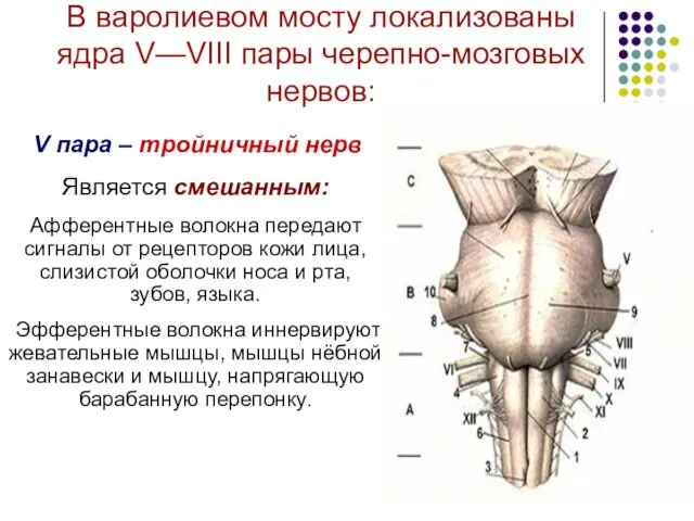 В варолиевом мосту локализованы ядра V—VIII пары черепно-мозговых нервов: V пара –