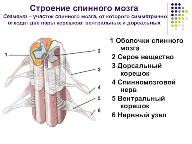 Строение спинного мозга Сегмент – участок спинного мозга, от которого симметрично отходят