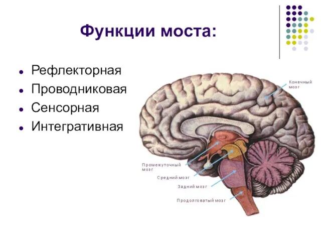 Функции моcта: Рефлекторная Проводниковая Сенсорная Интегративная