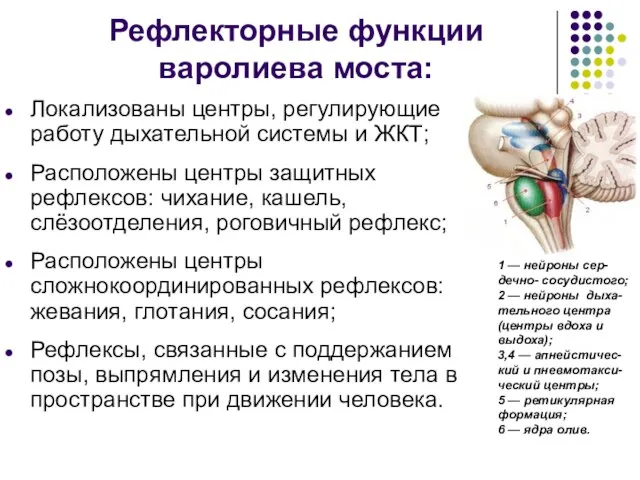 Рефлекторные функции варолиева моста: Локализованы центры, регулирующие работу дыхательной системы и ЖКТ;