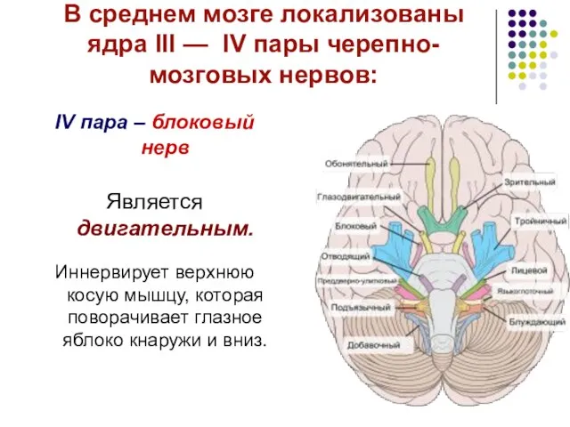В среднем мозге локализованы ядра III — IV пары черепно-мозговых нервов: IV