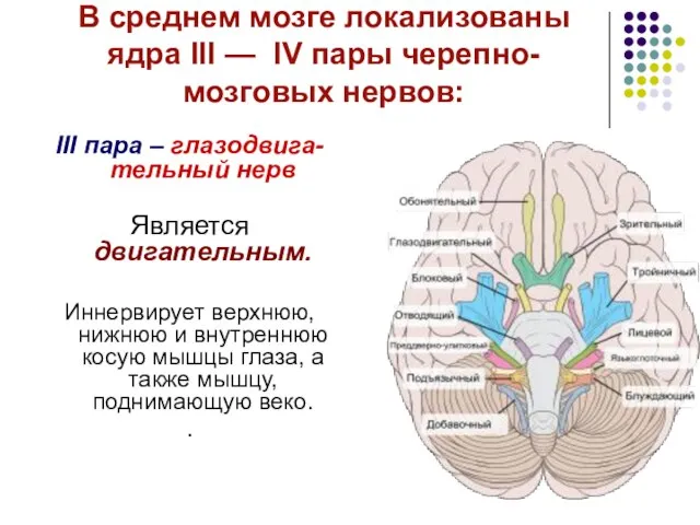 В среднем мозге локализованы ядра III — IV пары черепно-мозговых нервов: III