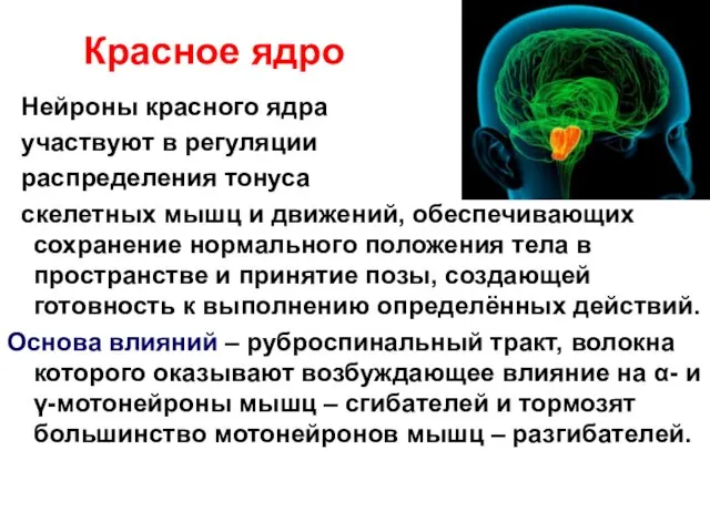 Красное ядро Нейроны красного ядра участвуют в регуляции распределения тонуса скелетных мышц