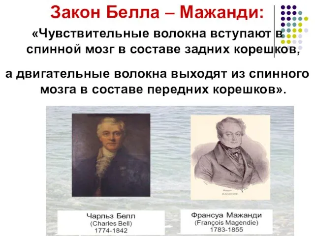 Закон Белла – Мажанди: «Чувствительные волокна вступают в спинной мозг в составе