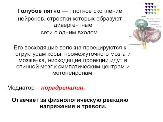 Голубое пятно — плотное скопление нейронов, отростки которых образуют дивергентные сети с