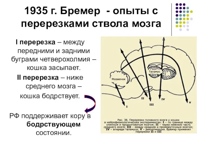 1935 г. Бремер - опыты с перерезками ствола мозга I перерезка –