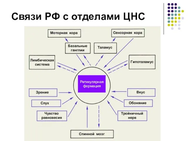 Связи РФ с отделами ЦНС Ретикулярная формация