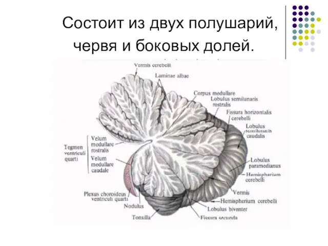 Состоит из двух полушарий, червя и боковых долей.