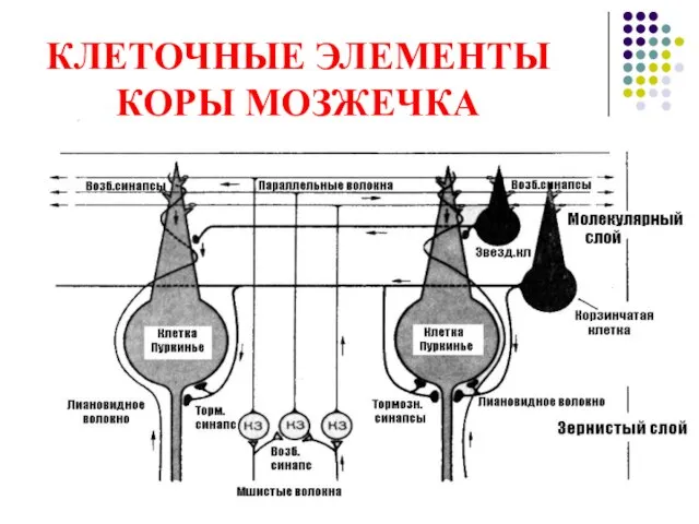 КЛЕТОЧНЫЕ ЭЛЕМЕНТЫ КОРЫ МОЗЖЕЧКА