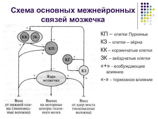 Схема основных межнейронных связей мозжечка КП – клетки Пуркинье КЗ – клетки