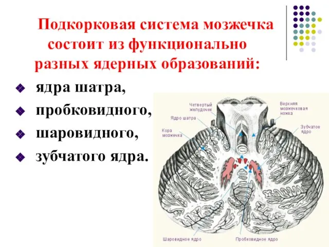 Подкорковая система мозжечка состоит из функционально разных ядерных образований: ядра шатра, пробковидного, шаровидного, зубчатого ядра.