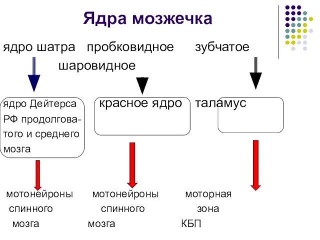 Ядра мозжечка ядро шатра пробковидное зубчатое шаровидное ядро Дейтерса красное ядро таламус