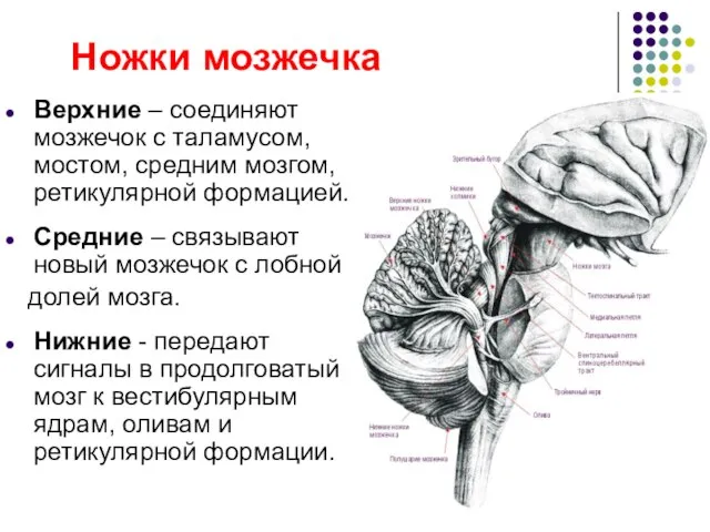 Ножки мозжечка Верхние – соединяют мозжечок с таламусом, мостом, средним мозгом, ретикулярной