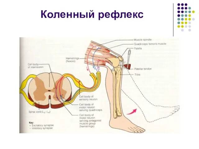 Коленный рефлекс