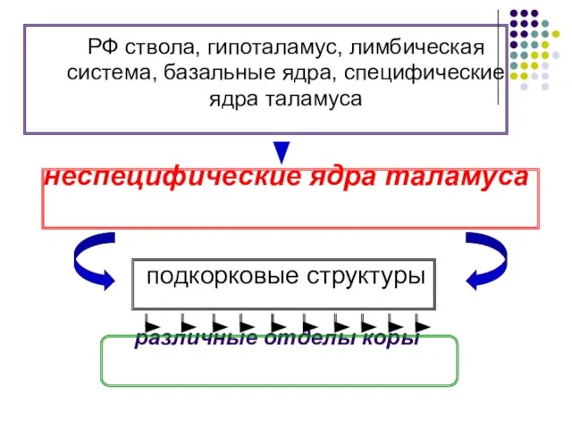 РФ ствола, гипоталамус, лимбическая система, базальные ядра, специфические ядра таламуса неспецифические ядра