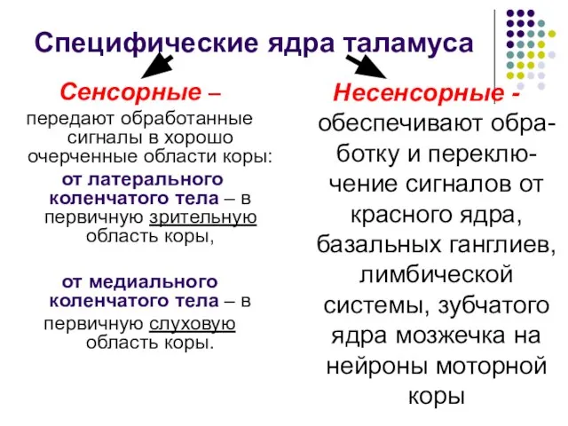 Специфические ядра таламуса Сенсорные – передают обработанные сигналы в хорошо очерченные области