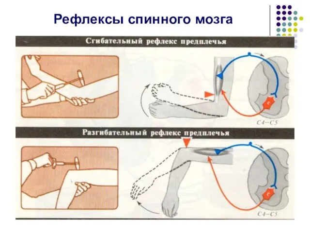 Рефлексы спинного мозга