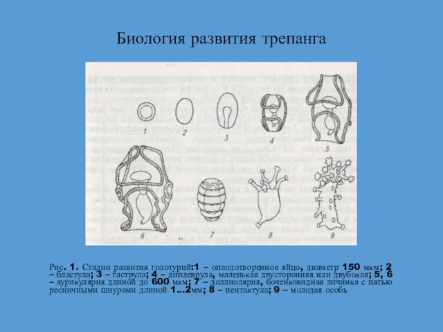 Биология развития трепанга Рис. 1. Стадии развития голотурий:1 – оплодотворенное яйцо, диаметр