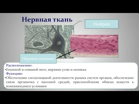 Нервная ткань Расположение: Головной и спинной мозг, нервные узлы и волокна Функции: