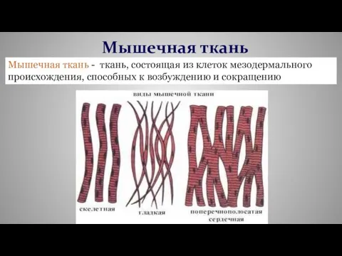 Мышечная ткань Мышечная ткань - ткань, состоящая из клеток мезодермального происхождения, способных к возбуждению и сокращению