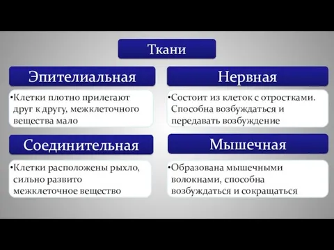 Ткани Эпителиальная Нервная Соединительная Мышечная Клетки плотно прилегают друг к другу, межклеточного