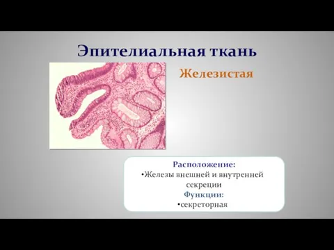 Эпителиальная ткань Железистая Расположение: Железы внешней и внутренней секреции Функции: секреторная