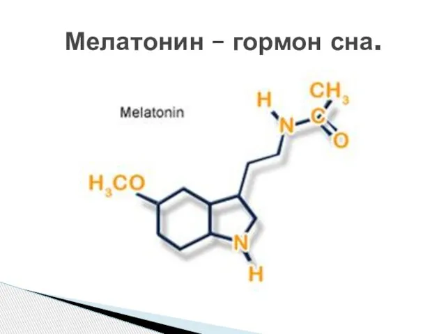 Мелатонин – гормон сна.