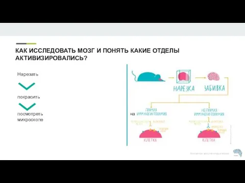 КАК ИССЛЕДОВАТЬ МОЗГ И ПОНЯТЬ КАКИЕ ОТДЕЛЫ АКТИВИЗИРОВАЛИСЬ? Нарезать покрасить посмотреть на микроскопе