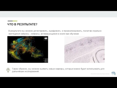 В результате мы сможем детектировать, оцифровать и проанализировать, посчитав отдельно светящиеся нейроны